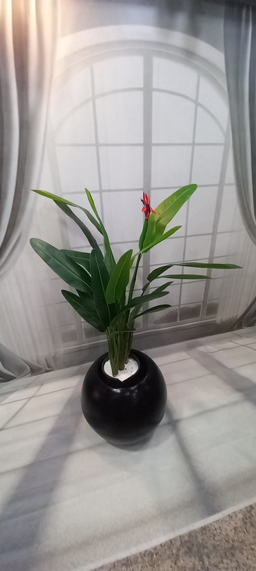 درختچه پرنده بهشتی برگ سوزنی ۱۲۰ گل دار