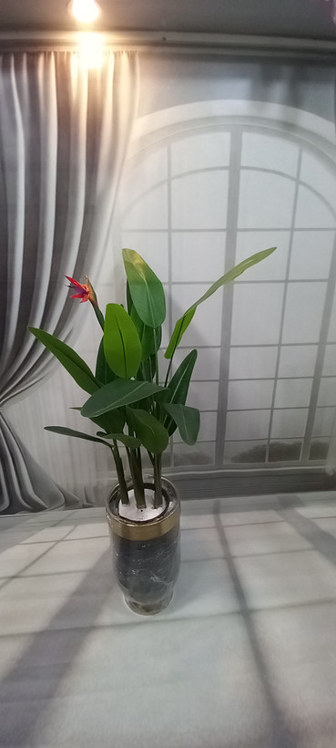 درختچه پرنده بهشتی برگ سوزنی ۱۲۰ گل دار