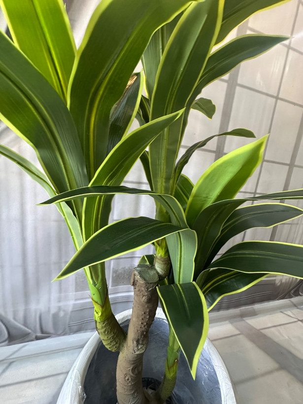 عکس از تنه