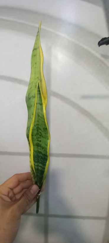 شاخه سانسوریا در سایز ۵۵ سوپر طبیعی وارداتی چرم لمسی قابل شستشو