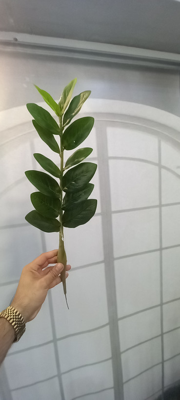 عکس کامل شباهت بینظیر به لمس طبیعی