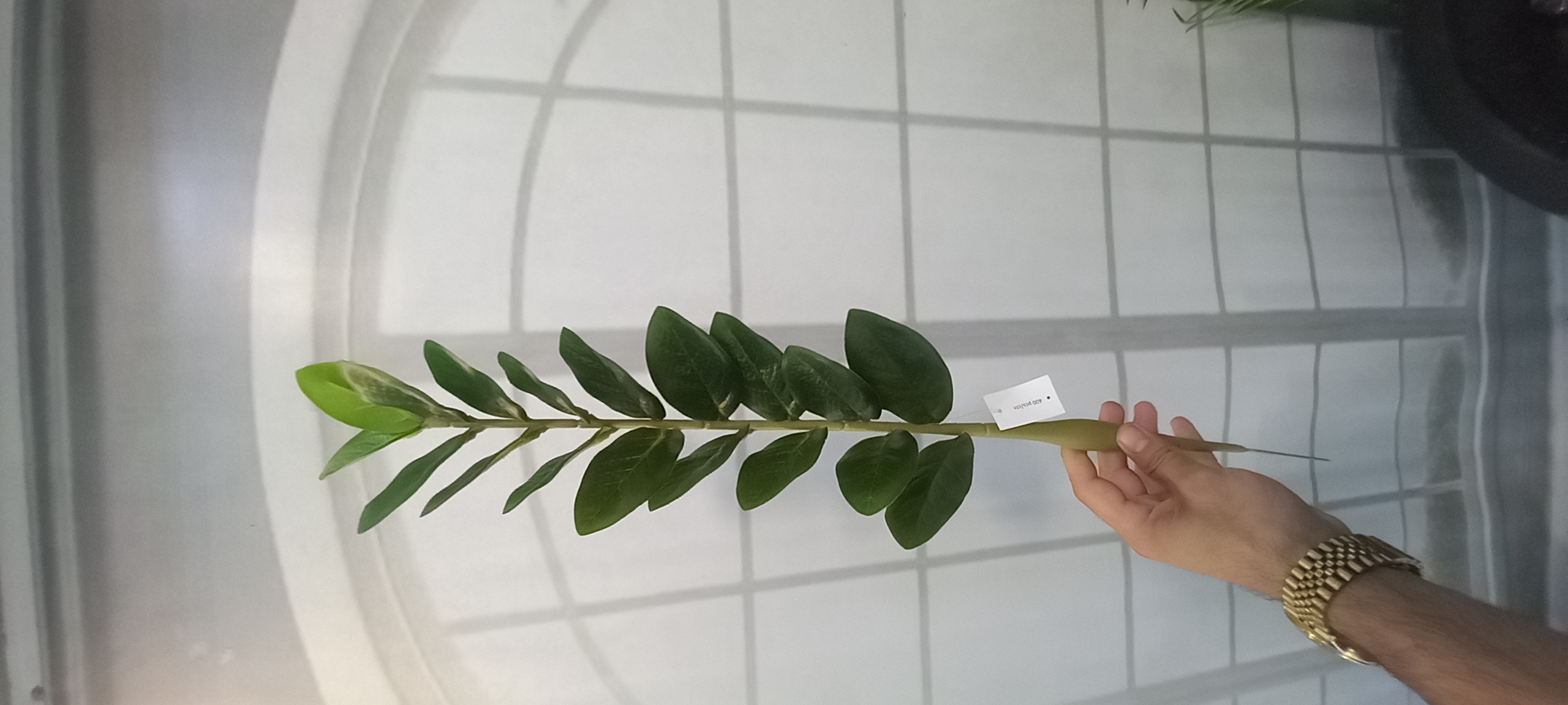نمای کلی از شاخه زیبای زاموفولیا