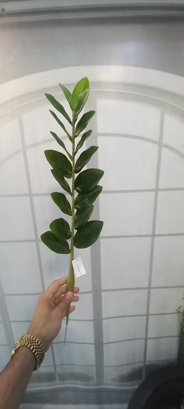 نمای کلی از شاخه زیبای زاموفولیا