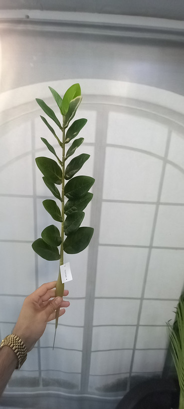 شاخه زاموفولیا مصنوعی سوپر طبیعی وارداتی چرم لمسی در سایز ۷۰+ارسال فوری