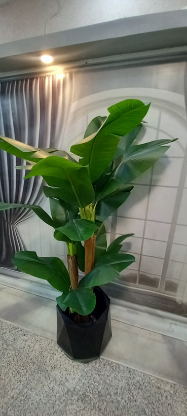 نمای کلی و طبیعی نما