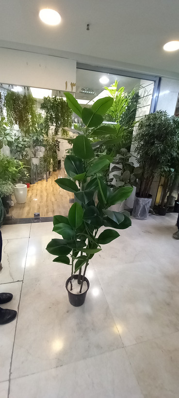 درختچه فیکوس برگ سبز ۳ تنه