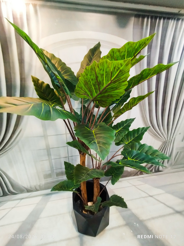 عکس از نمای بالای درختچه