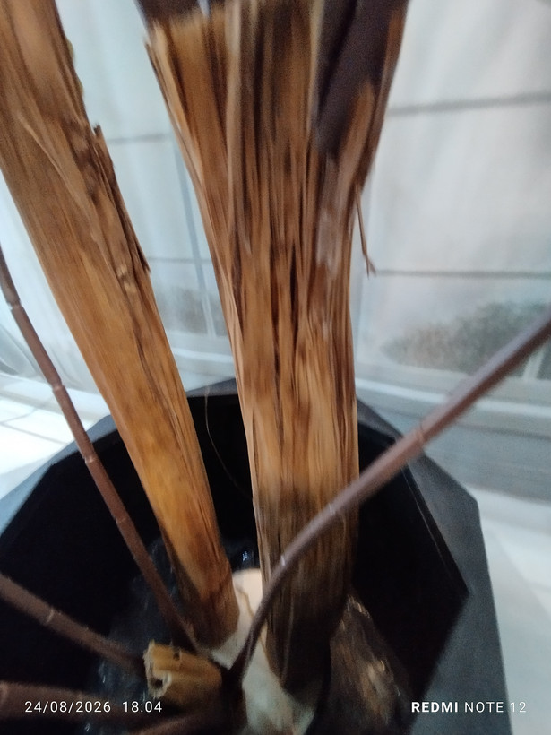 نمای تنه
