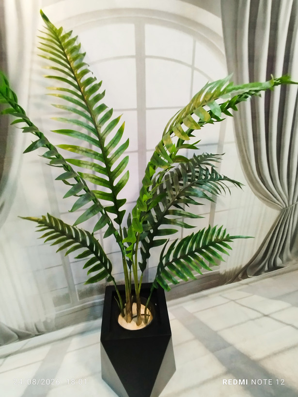 نمای بالا از درختچه سیکاس