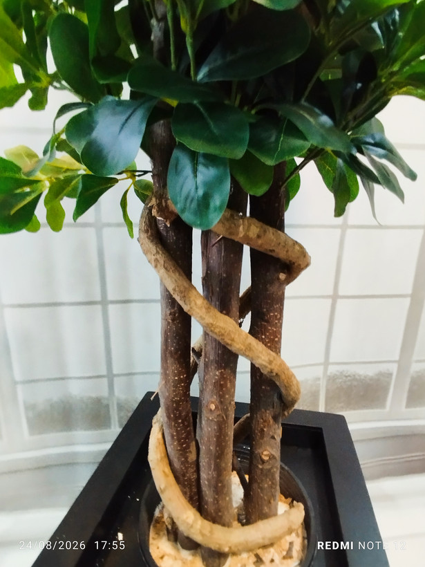تنه طبیعی و ریشه پیچ