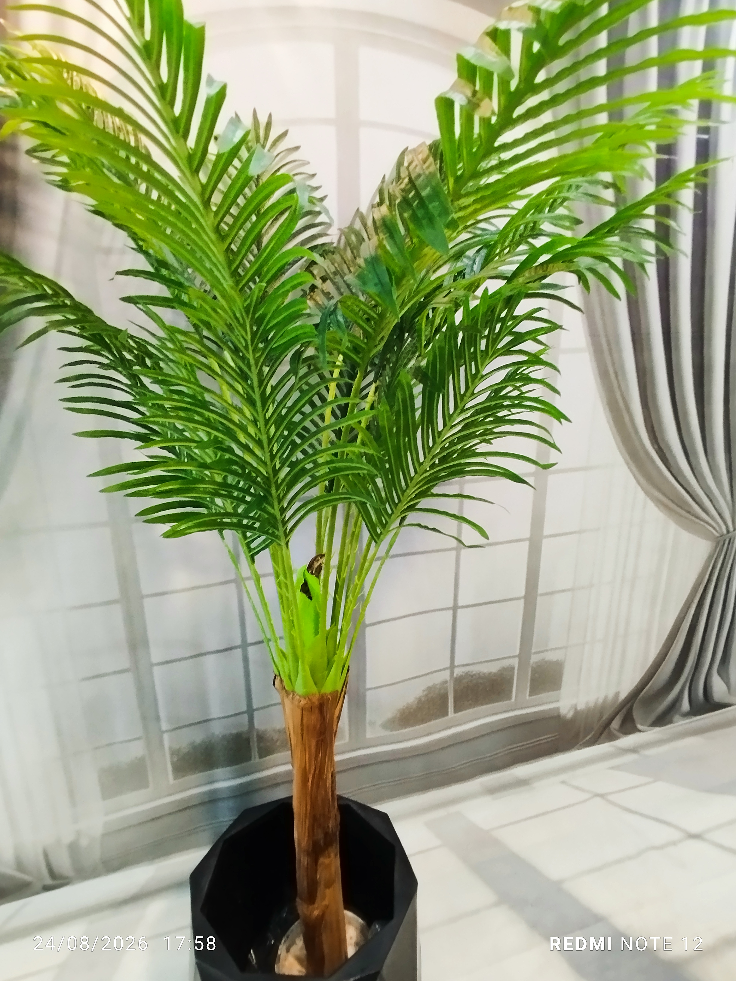 نمای کلی از درختچه فینیکس پرطرفدار