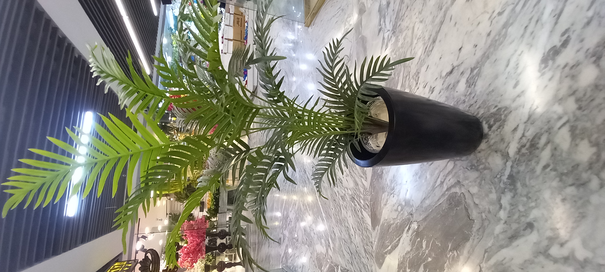 نمای رو به رو از درختچه سیکاس