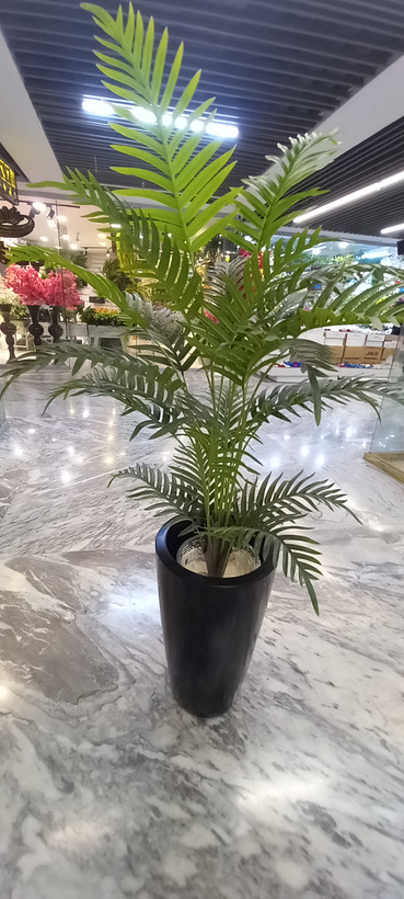 نمای رو به رو از درختچه سیکاس