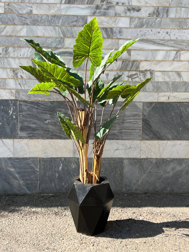 نمای کلی از درختچه بابا آدم سه تنه