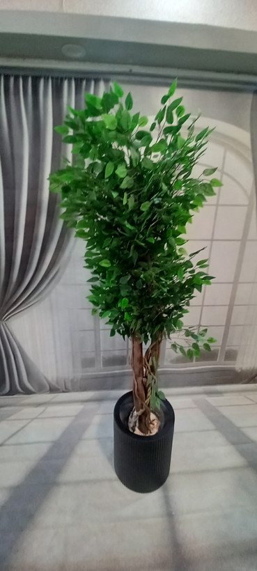 درختچه مصنوعی بنجامین سبز با ظاهری زیبا و کاملا طبیعی نما کار شده با تنه طبیعی با ارتفاع۱۷۰/ارسال فوری